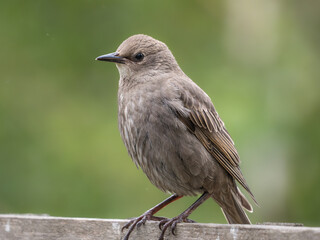 Juvenile common starling (Sturnus vulgaris) on garden fence, London, England. Recently fledged, clean profile portrait, summer bird. © Paul Bean