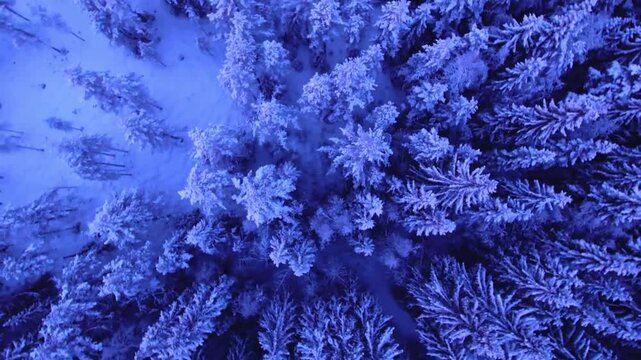 Aerial top-down view of snow-covered pine trees in a dense winter forest