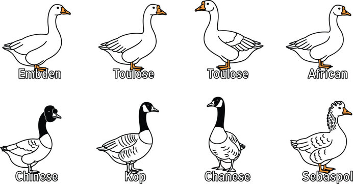 Goose Breed Icon Set with Embden, Toulouse, African, Chinese, and Sebastopol Labeled Species for Farm and Poultry Designs