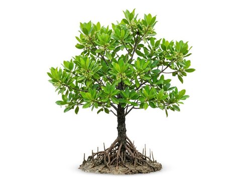 A young mangrove tree with exposed roots, showcasing its unique adaptation to its environment
