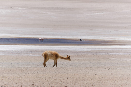Chilean Atacama Miscanti Lake Plateau Wildlife