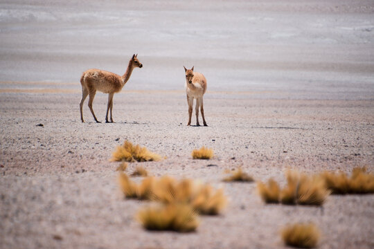 Chilean Atacama Miscanti Lake Plateau Wildlife