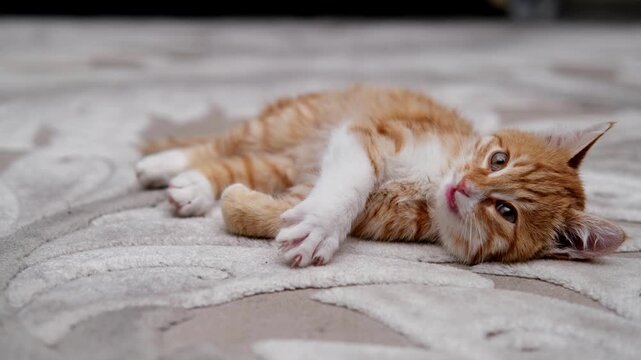 Red maine coon cat playing with mouse toy at the floor indoors.