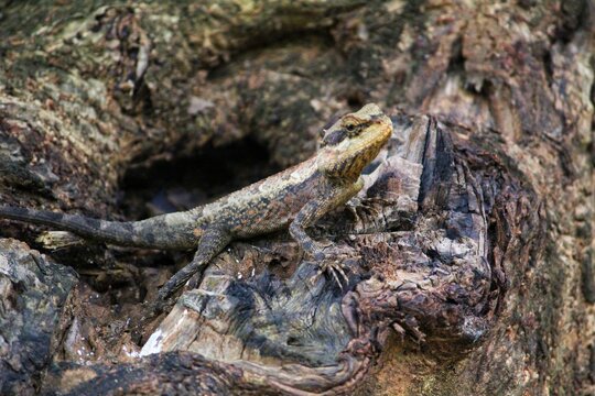 close up view of wild geko lizard in jungle