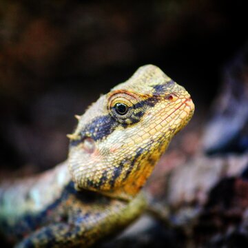 close up view of wild geko lizard in jungle