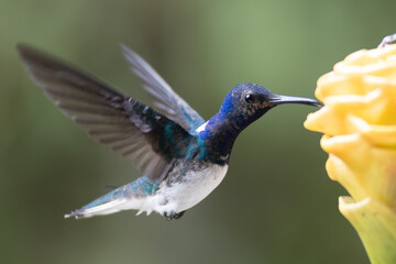 Fototapeta premium White-necked Jacobin Hummingbird (Florisuga mellivora) Feeding on Yellow Tropical Flower