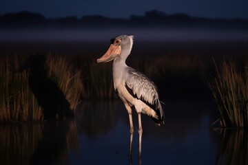 Fototapeta premium Rare shoebill stork stands in misty African wetland at dawn. Bird with large beak watches for prey in shallow water. Wildlife portrait in natural habitat.