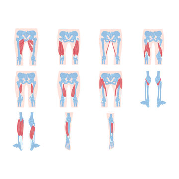 Human Lower Limb Muscle Anatomy Bundle Vector Illustration