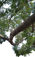 Fototapeta premium Low-angle perspective looking up at thick, gnarled tree branch with detailed bark texture. Green leaves form a dense canopy. The entire structure is precisely masked on a pure black background.