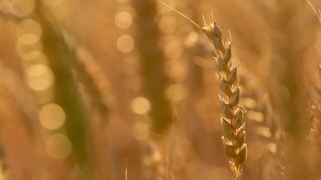 Close-up video of a ripe wheat ear gently swaying in the wind, beautifully backlit by warm golden sunset light.