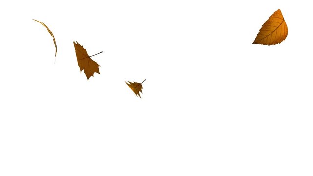autumn leaves falling on white background | Autumn leaves falling garden ornamental leaves, maple leaf. Gentle fall of autumn leaves | Autumn maple leaves fall in the background. 4K looped animation