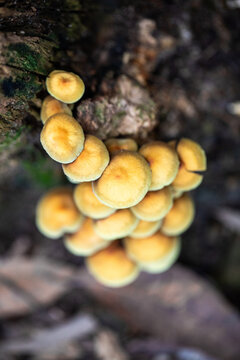 Clustered Yellow Mushrooms Growing On Tree