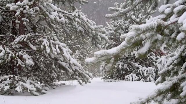 Close-up of snowy conifer branches with a soft snowfall background in the woods