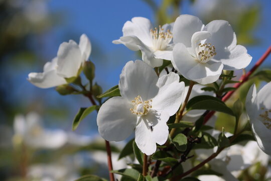 Sweden. Philadelphus (mock-orange) is a genus of about 60 species of shrubs from 3&ndash;20 ft (1&ndash;6 m) tall, native to North America, Central America, Asia and (locally) in southeast Europe. 