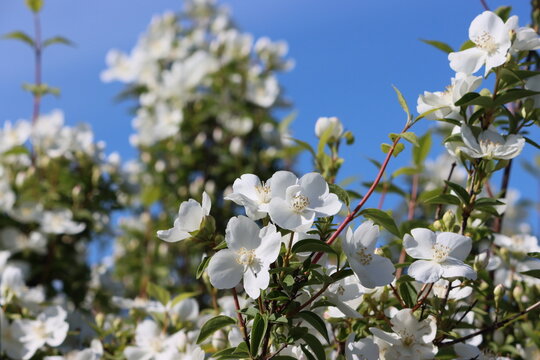 Sweden. Philadelphus (mock-orange) is a genus of about 60 species of shrubs from 3&ndash;20 ft (1&ndash;6 m) tall, native to North America, Central America, Asia and (locally) in southeast Europe. 