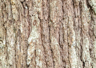 Obraz premium Close-up of rough tree bark texture with natural patterns, suitable for forest, botanical, architectural, and abstract background applications.