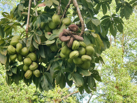 Dense Clusters of Sterculia foetida Fruits Hanging Among Green Leaves in Tropical Garden