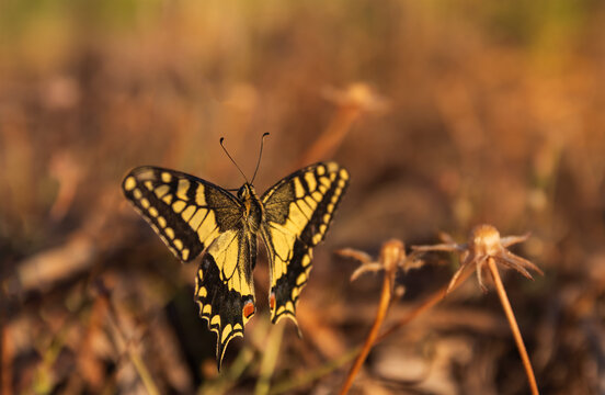 Side view of an Old World swallowtail butterfly (Papilio machaon) resting on dry grass on Mount Edheri in Crete