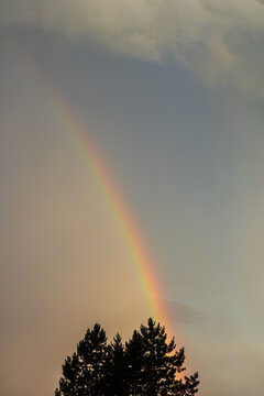 Colorful rainbow rising from behind a pine tree silhouette against a dramatic cloudy sky