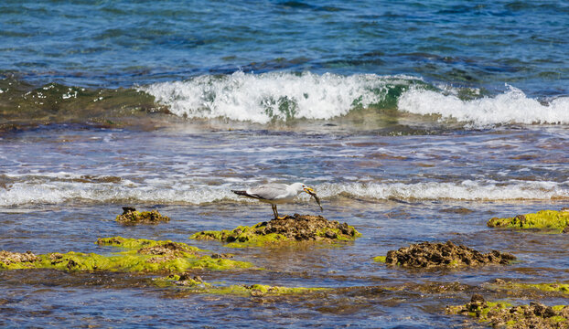 Seagull standing on mossy rocks in the sea and eating a freshly caught fish in Crete, Greece. Bird,  animal wildlife background