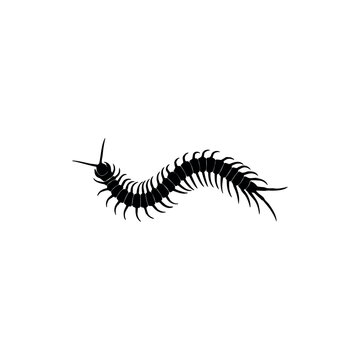animal, art, arthropod, background, bite, bizarre, black, body, bug, caterpillar, centipede, chilopoda, clip art, clipart, crawl, creature, creepy, danger, design, drawing, element, fauna, flat, fores