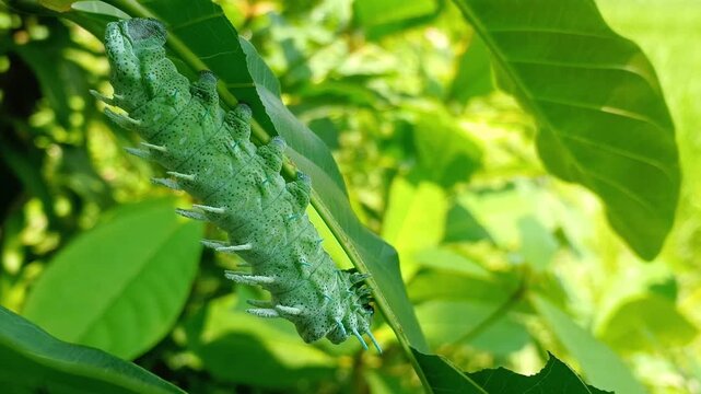 Close-up footage of a giant moth caterpillar resting under a green leaf as a gentle breeze sways it in a backyard garden. This is an early stage of Attacus atlas, a member of the Saturniidae family.