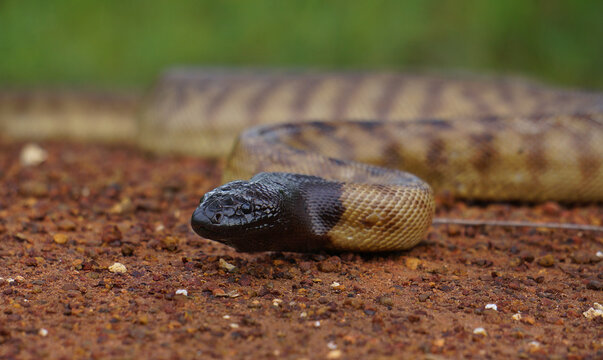 Black-headed python Aspidites melanocephalus