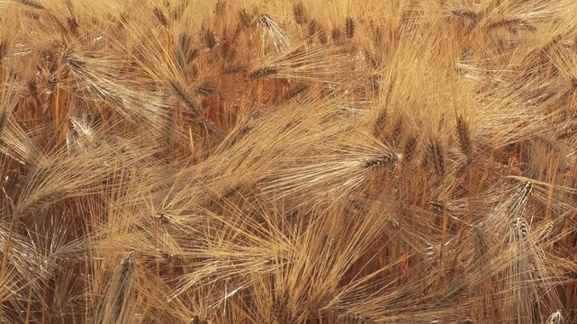 Closeup of Golden Barley Field With Ripening Grain Heads Swaying In Summer Harvest Breeze