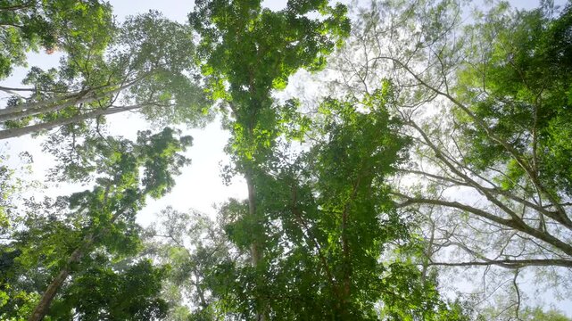 Trees in the forest. spring green tree nature background.