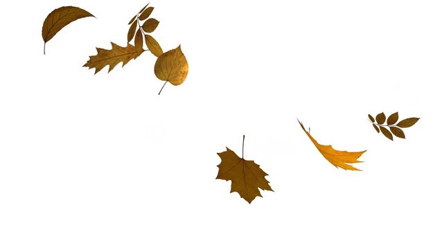 autumn leaves falling on white background | Autumn leaves falling garden ornamental leaves, maple leaf. Gentle fall of autumn leaves | Autumn maple leaves fall in the background. HD