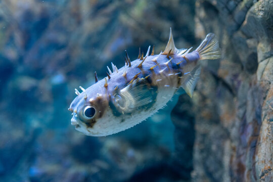 Close-up of a spiny pufferfish swimming in an aquarium