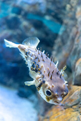 Close-up portrait of a spiny pufferfish in an aquarium © Kimsk6436