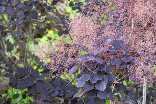 Dark purple leaves and airy flower plumes of smoke tree fill the frame. Cotinus coggygria provides colorful ornamental garden texture.