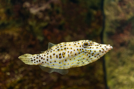 Close-up of a spotted boxfish swimming in aquarium