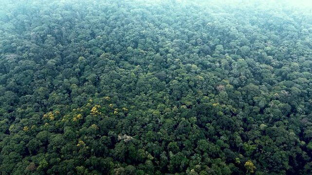High Aerial View of Vast Tropical Rainforest Canopy in Ecuador, Dense Green Trees, Hazy Horizon and Remote Amazon Wilderness Landscape