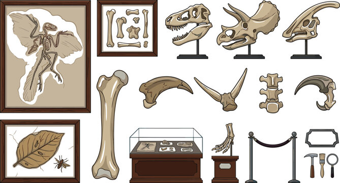 Dinosaur museum exhibits vector illustrations set with prehistoric fossils skulls bones and display cases isolated on white background for educational design