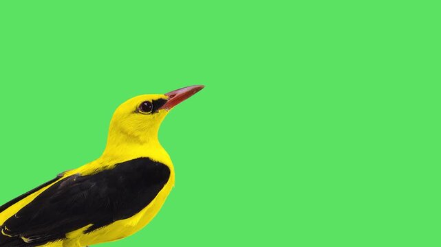 Golden oriole looking around with natural forest singing sound on green screen.