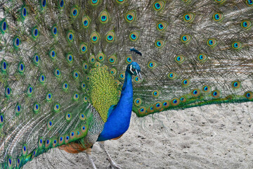 Obraz premium Peacock Displaying Colorful Tail Feathers