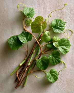 Giloy vine stems on a neutral background showcasing Indian medicinal herb tradition longevity wellness and minimal natural living
