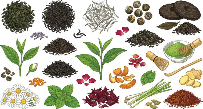 Loose leaf tea and botanical blend ingredients vector illustration set featuring matcha green black white herbal and floral varieties for beverage menu packaging design