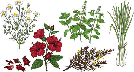 Medicinal herbal plants vector illustration set featuring chamomile hibiscus mint lemongrass and rooibos for organic tea packaging and wellness marketing © Protima