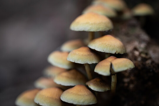 Clustered Mushrooms Growing Undisturbed Forest Floor