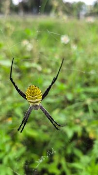 Yellow black female giant wood spider (Trichonephila pilipes) resting gracefully on intricate orb web outdoors naturally.