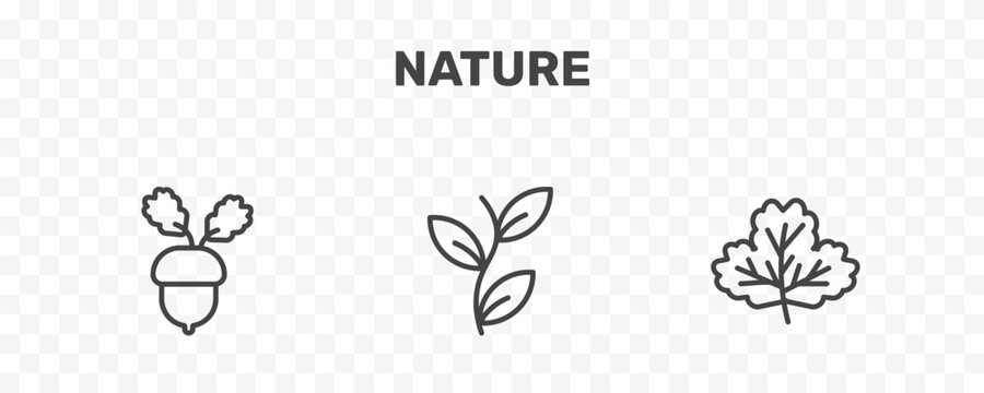 nature icon set with nut leaf, perfoliate, gooseberry leaf signs in flat outline style