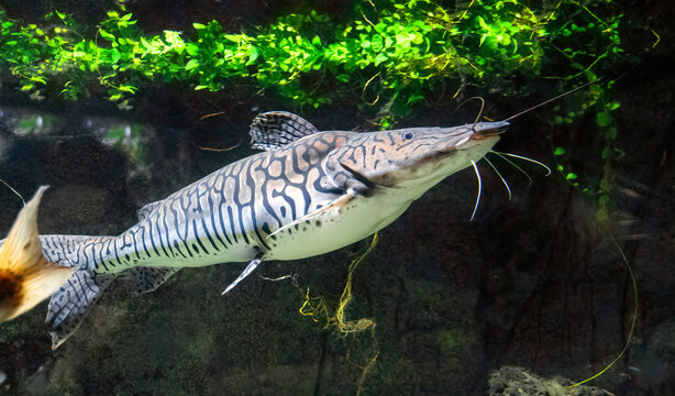 Redtail Catfish in the water tank	