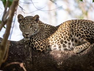 Leopard Resting on Tree Branch in Satpura Tiger Reserve Wildlife Safari India © Sumant