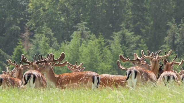 Large herd of fallow deer bucks running in a sunny green field