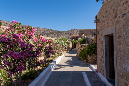 Bright pink oleander bushes grow along sunny paved street next to traditional stone masonry buildings on Spinalonga island.