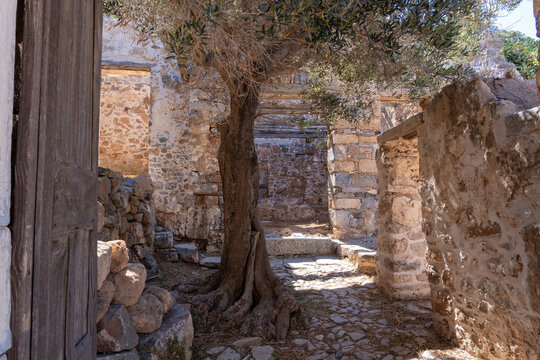 Old olive tree stands surrounded by historic stone walls wooden door frame and cobbled alleyway under bright sunshine on Spinalonga island Crete Greece.