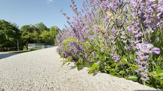 Purple lavender flowers bloom beautifully along a clean stone border near a green park. This lovely sunny view fills the heart with a peaceful and happy feeling.